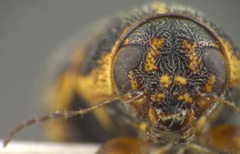 Media type: image;   Entomology 5047 Aspect: head frontal view